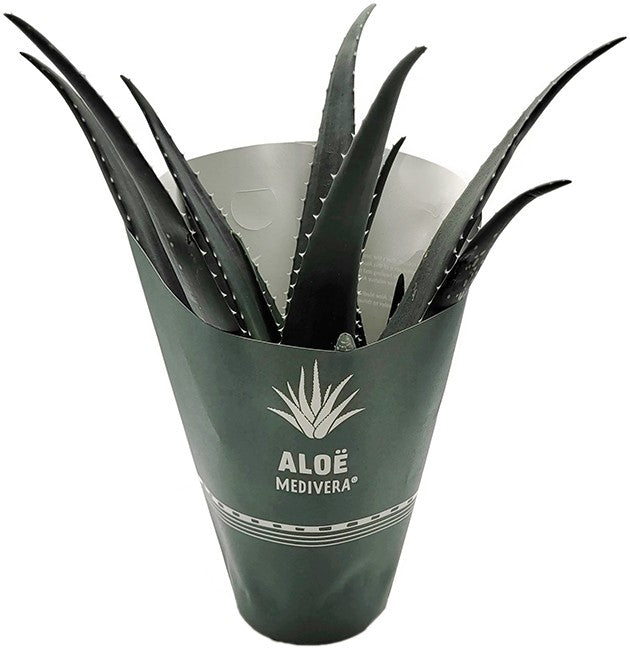 Aloe "Medivera Green" - Aloepflanze