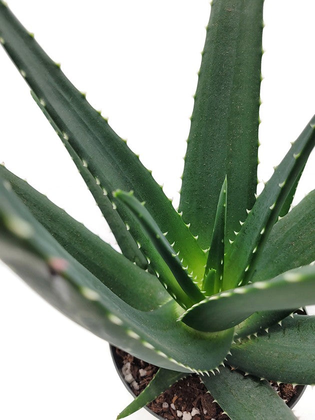 Aloe "Medivera Green" - Aloepflanze