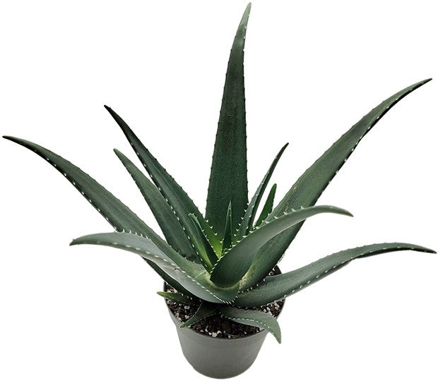 Aloe "Medivera Green" - Aloepflanze