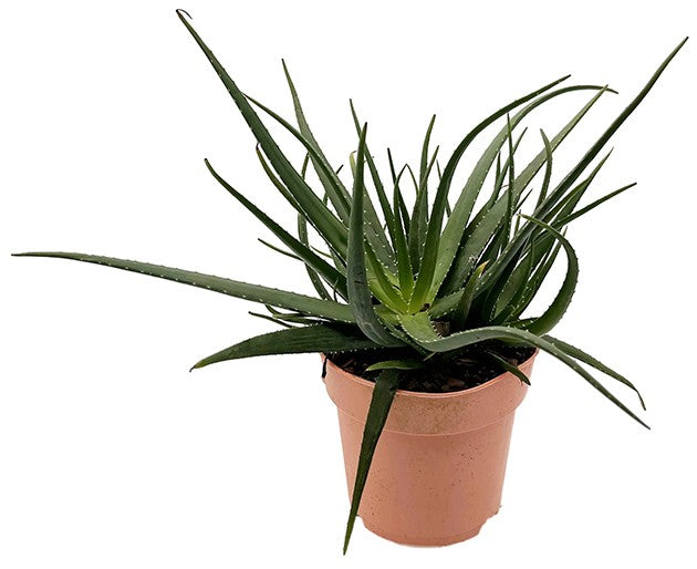 Aloe Safari Sunrise - gemütliche Sukkulente