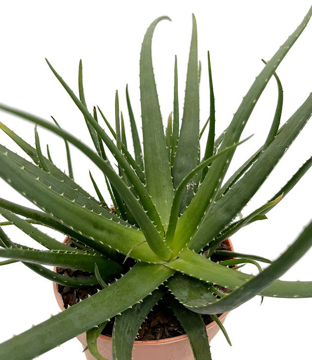 Aloe Safari Sunrise - gemütliche Sukkulente