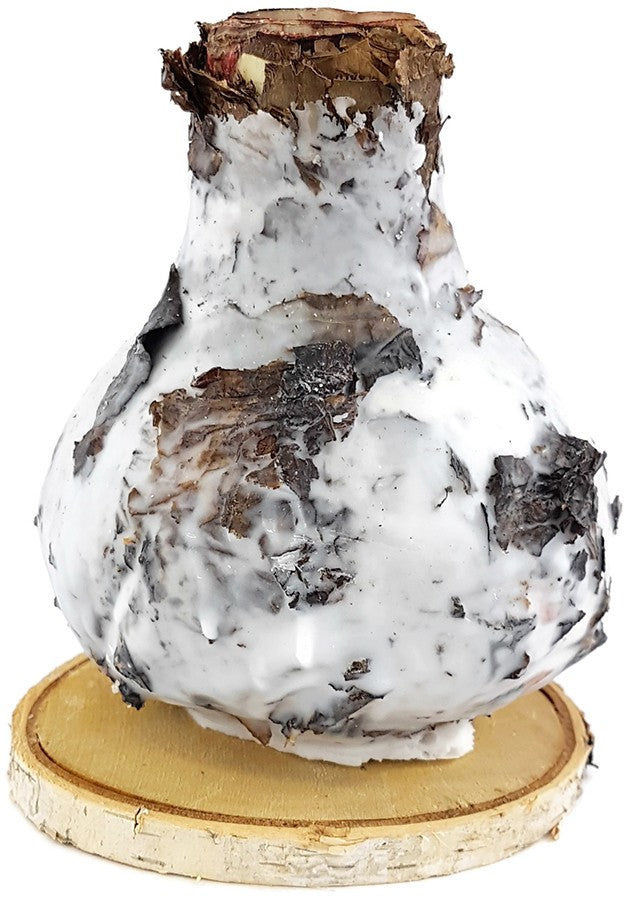 gewachste Amaryllis "Birkenliebe" - No Water Amaryllis