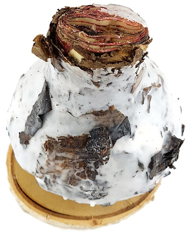 gewachste Amaryllis "Birkenliebe" - No Water Amaryllis