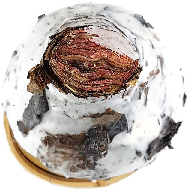 gewachste Amaryllis "Birkenliebe" - No Water Amaryllis