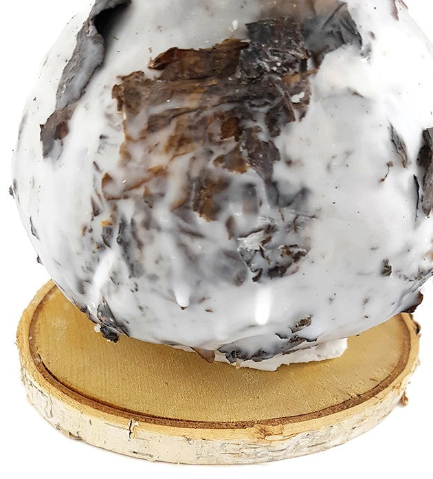 gewachste Amaryllis "Birkenliebe" - No Water Amaryllis