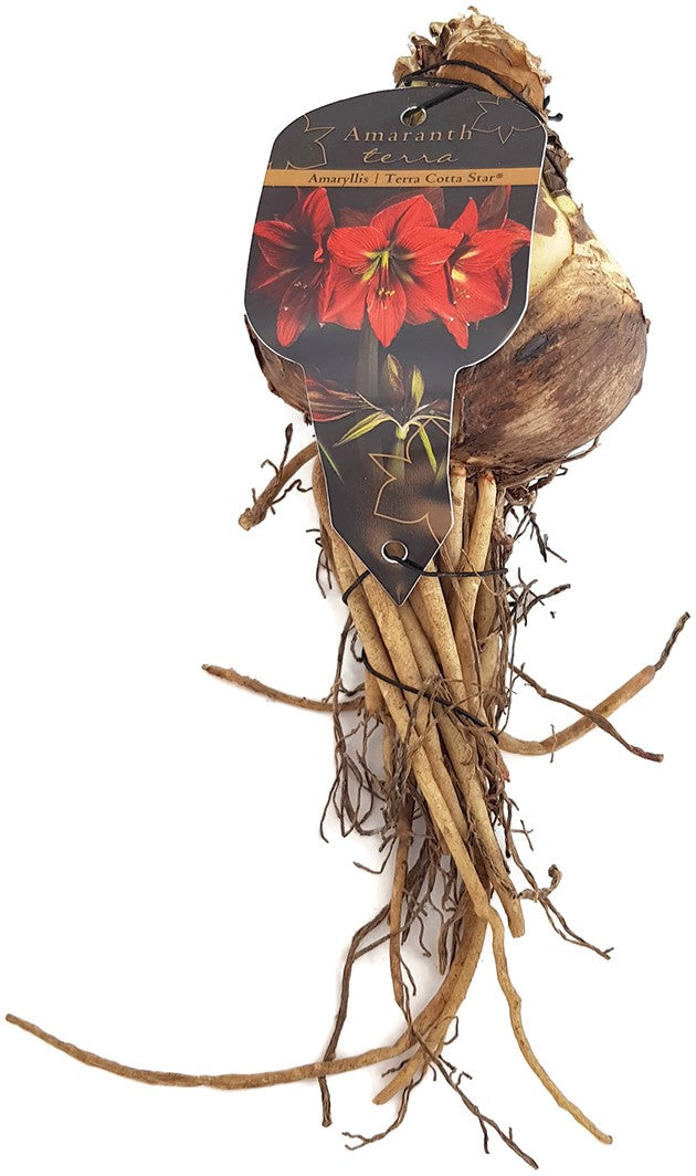 Hippeastrum "Terra Cotta Star" - Ritterstern mit roter Blüte