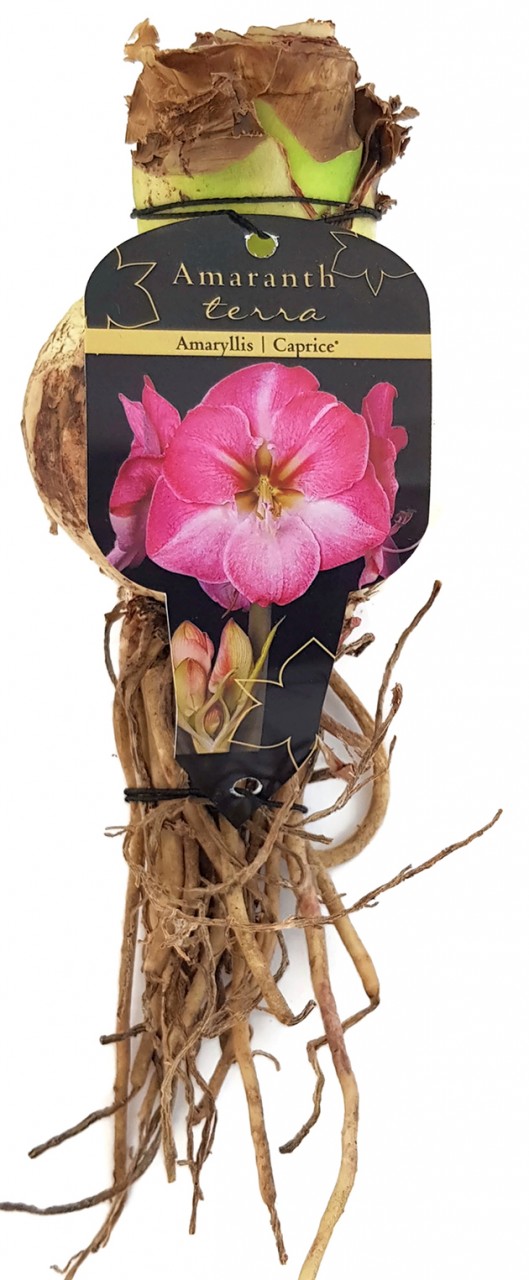 Hippeastrum "Caprice" - Ritterstern mit rosa Blüte