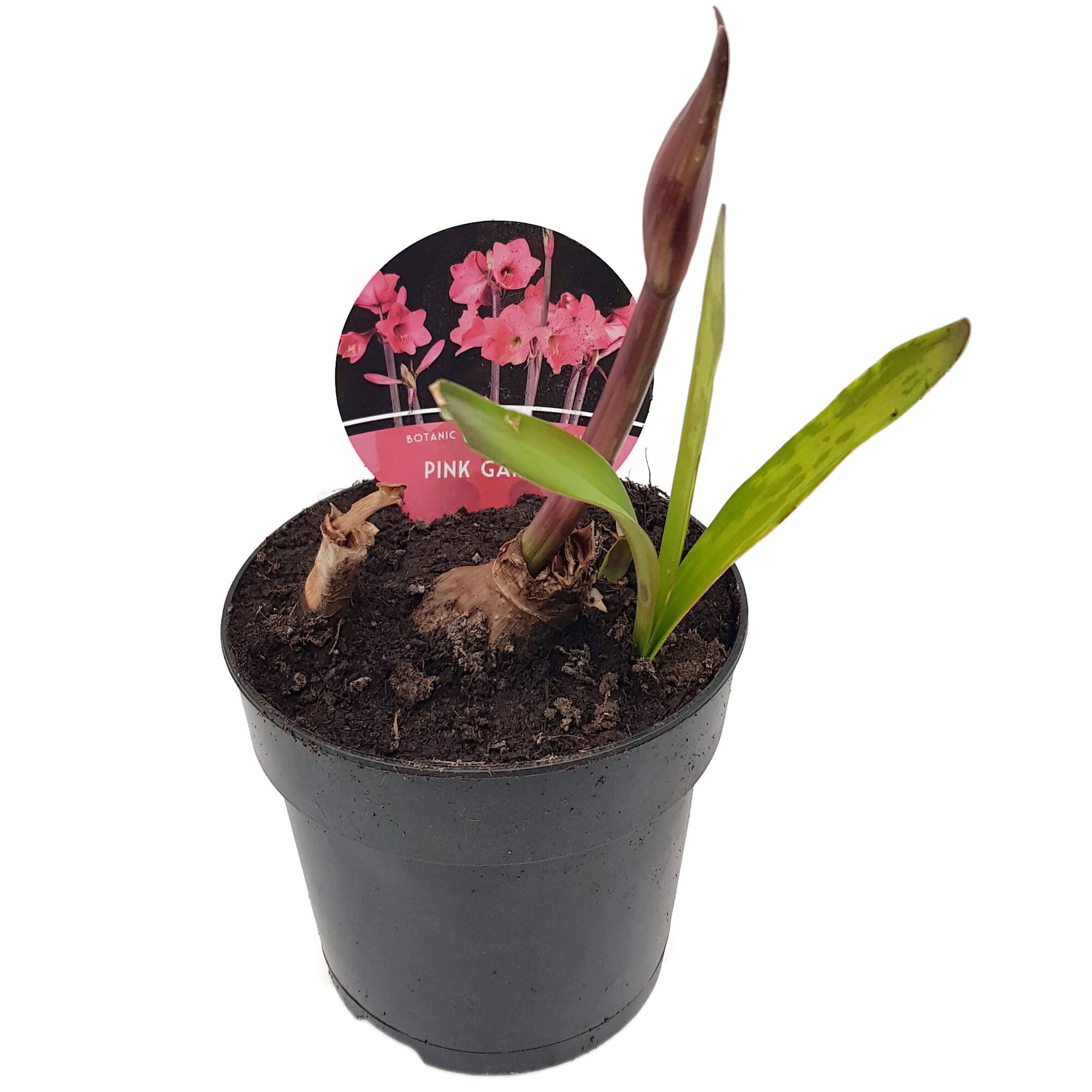Hippeastrum "Pink Garden" - pink blühende Amaryllis