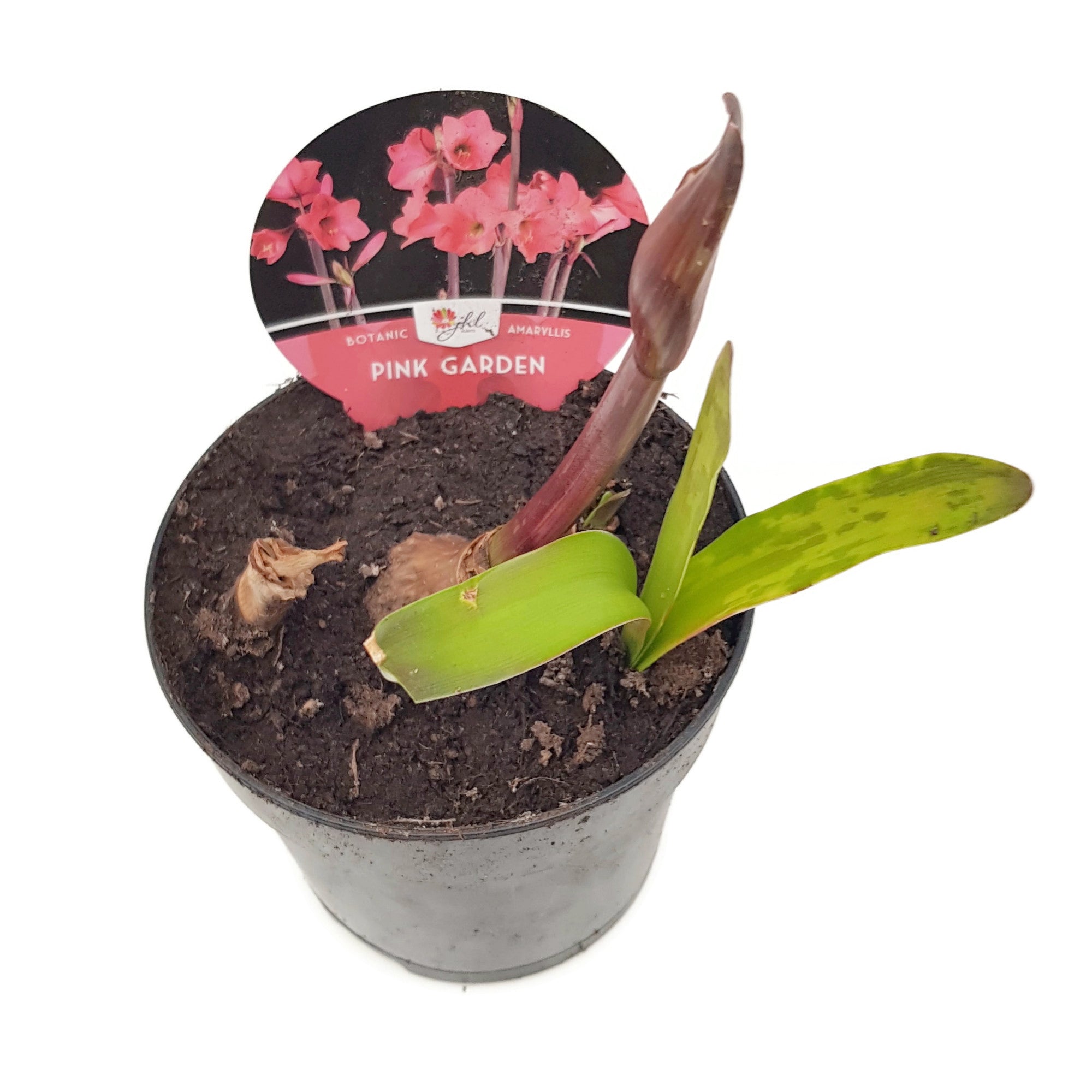 Hippeastrum "Pink Garden" - pink blühende Amaryllis