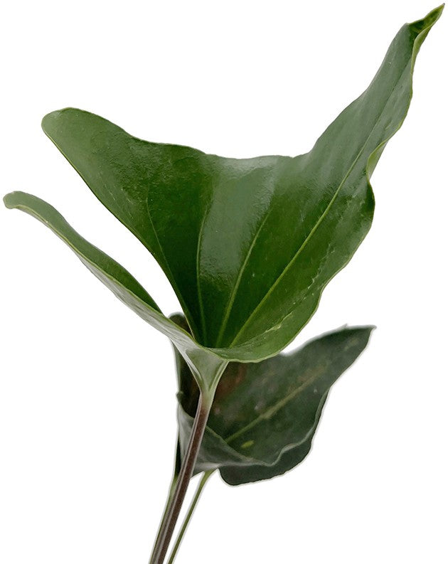Anthurium "Arrow" - pfeilblättrige Flamingoblume