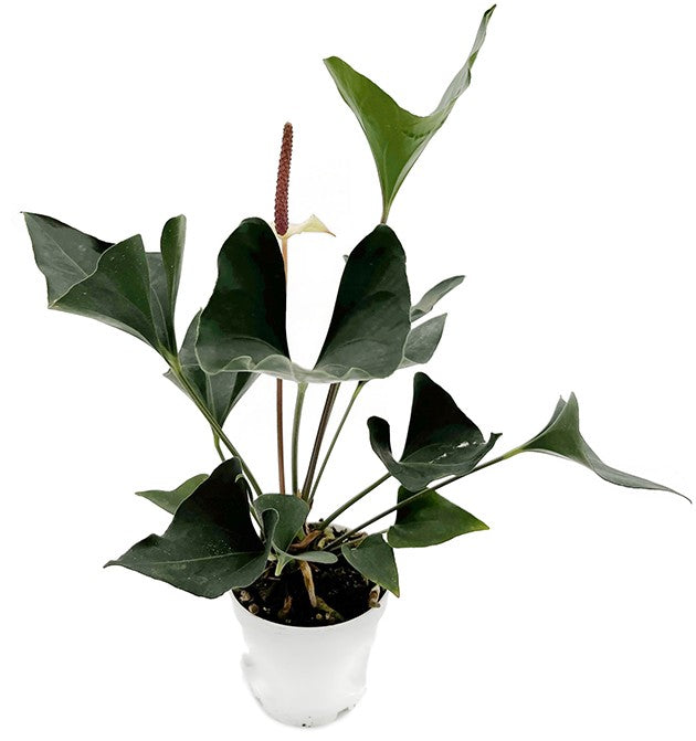 Anthurium "Arrow" - pfeilblättrige Flamingoblume