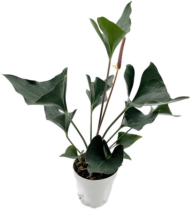 Anthurium "Arrow" - pfeilblättrige Flamingoblume