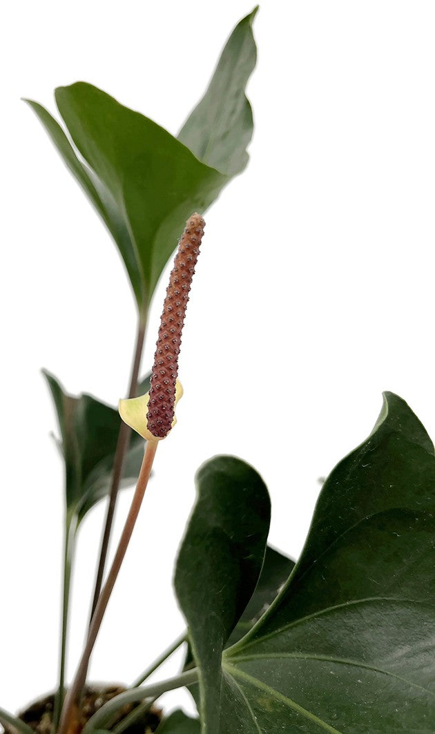 Anthurium "Arrow" - pfeilblättrige Flamingoblume