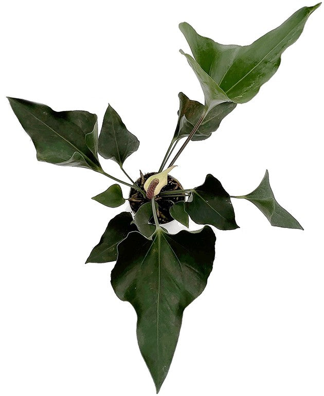 Anthurium "Arrow" - pfeilblättrige Flamingoblume