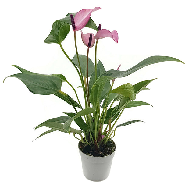 Anthurium "purple Passion" - Flamingoblume