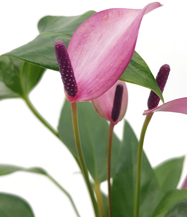 Anthurium "purple Passion" - Flamingoblume