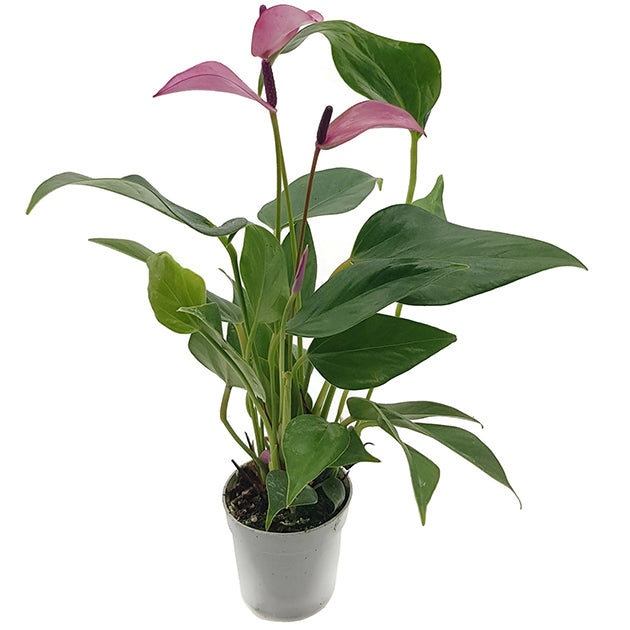 Anthurium "purple Passion" - Flamingoblume