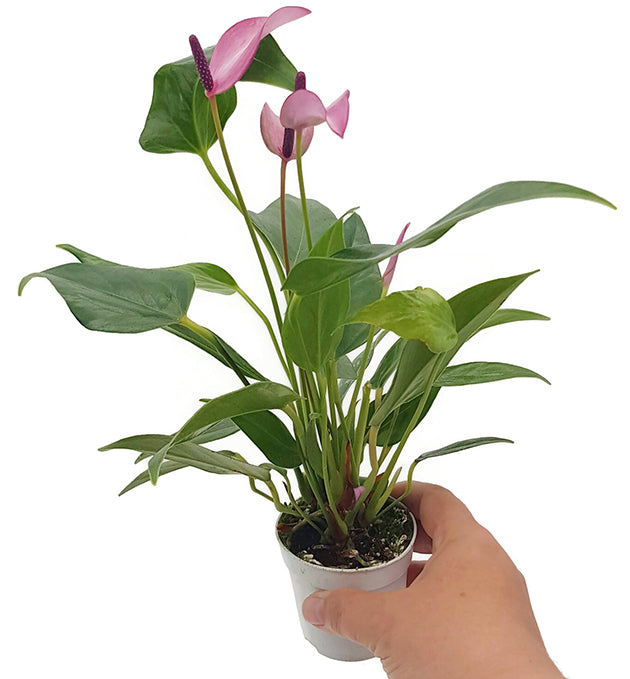Anthurium "purple Passion" - Flamingoblume