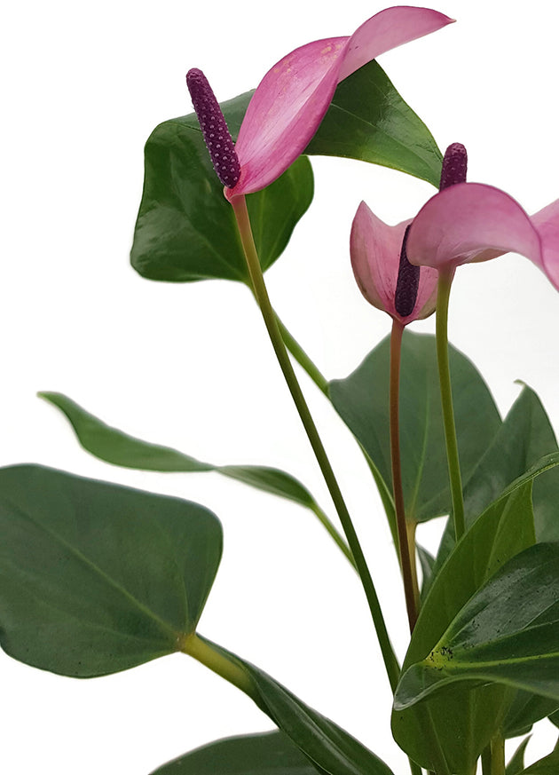 Anthurium "purple Passion" - Flamingoblume