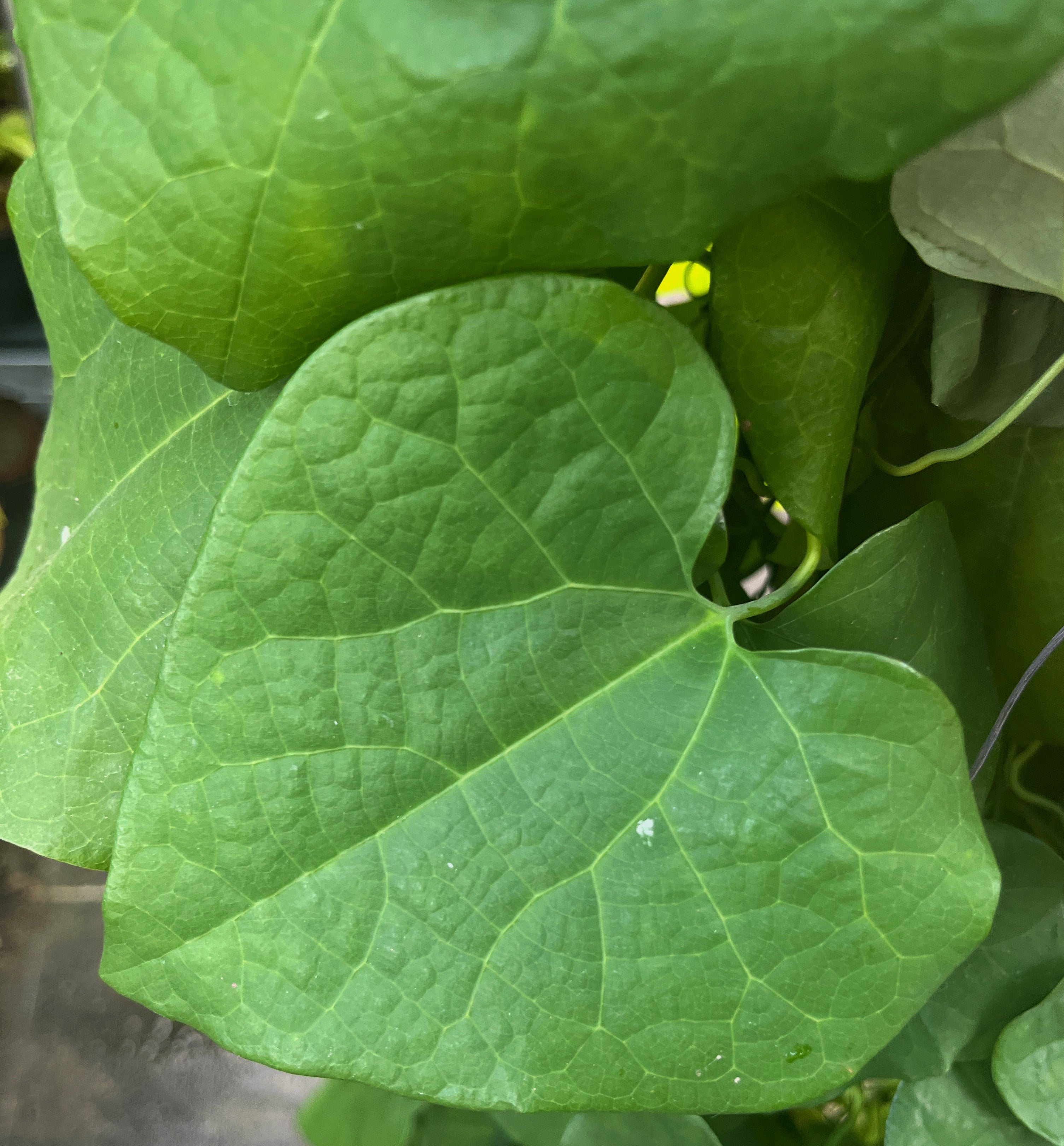 Aristolochia gigantea - "Riesen-Pfeifenblume"