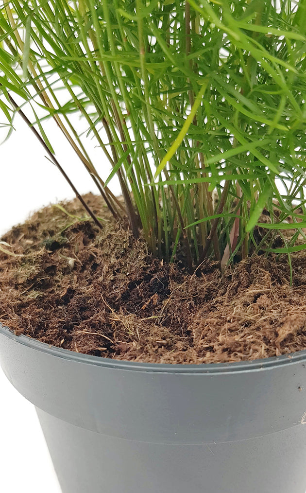 Asparagus densiflors Sprengeri - Zierspargel