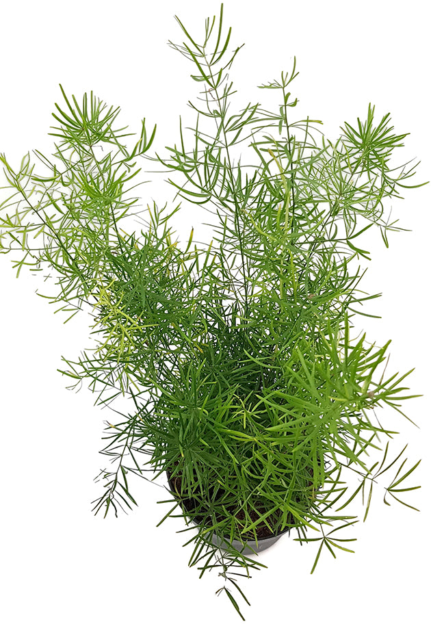 Asparagus densiflors Sprengeri - Zierspargel