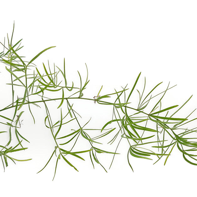 Asparagus densiflors Sprengeri - Zierspargel