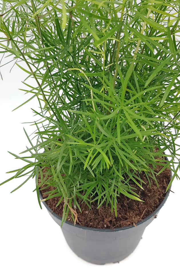 Asparagus densiflors Sprengeri - Zierspargel