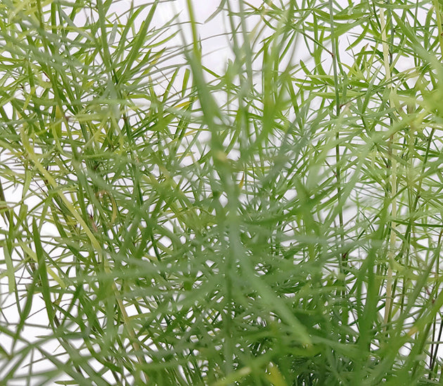 Asparagus densiflors Sprengeri - Zierspargel