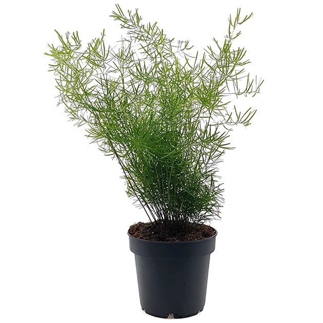 Asparagus densiflors Sprengeri - Zierspargel