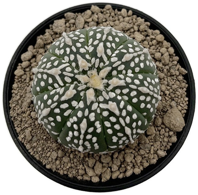 Astrophytum asterias - seedgrown Sternenkaktus