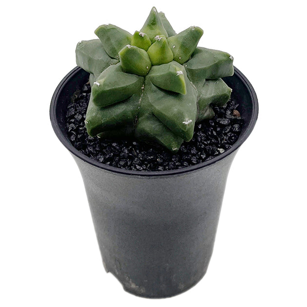 Astrophytum myriostigma var. "Kikko" nudum - nackte Bischofsmütze