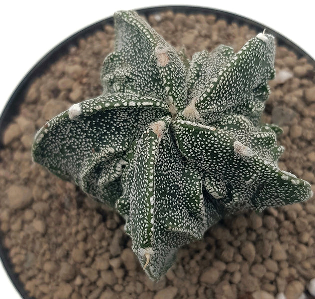 Astrophytum myriostigma cv. fukuryu - grippter Sternkaktus