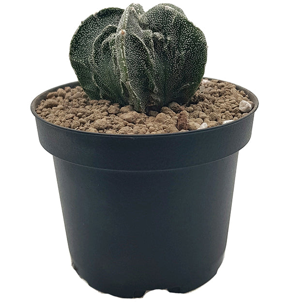 Astrophytum myriostigma cv. fukuryu - grippter Sternkaktus