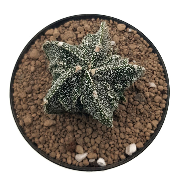 Astrophytum myriostigma cv. fukuryu - grippter Sternkaktus