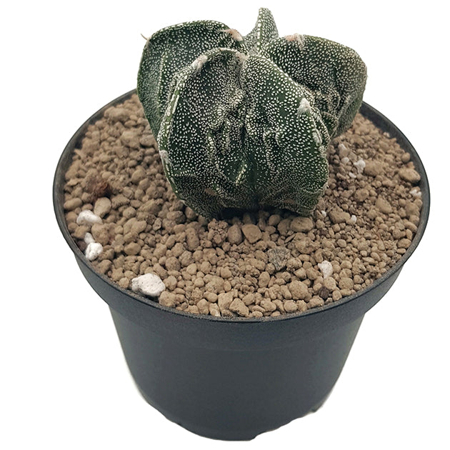 Astrophytum myriostigma cv. fukuryu - grippter Sternkaktus