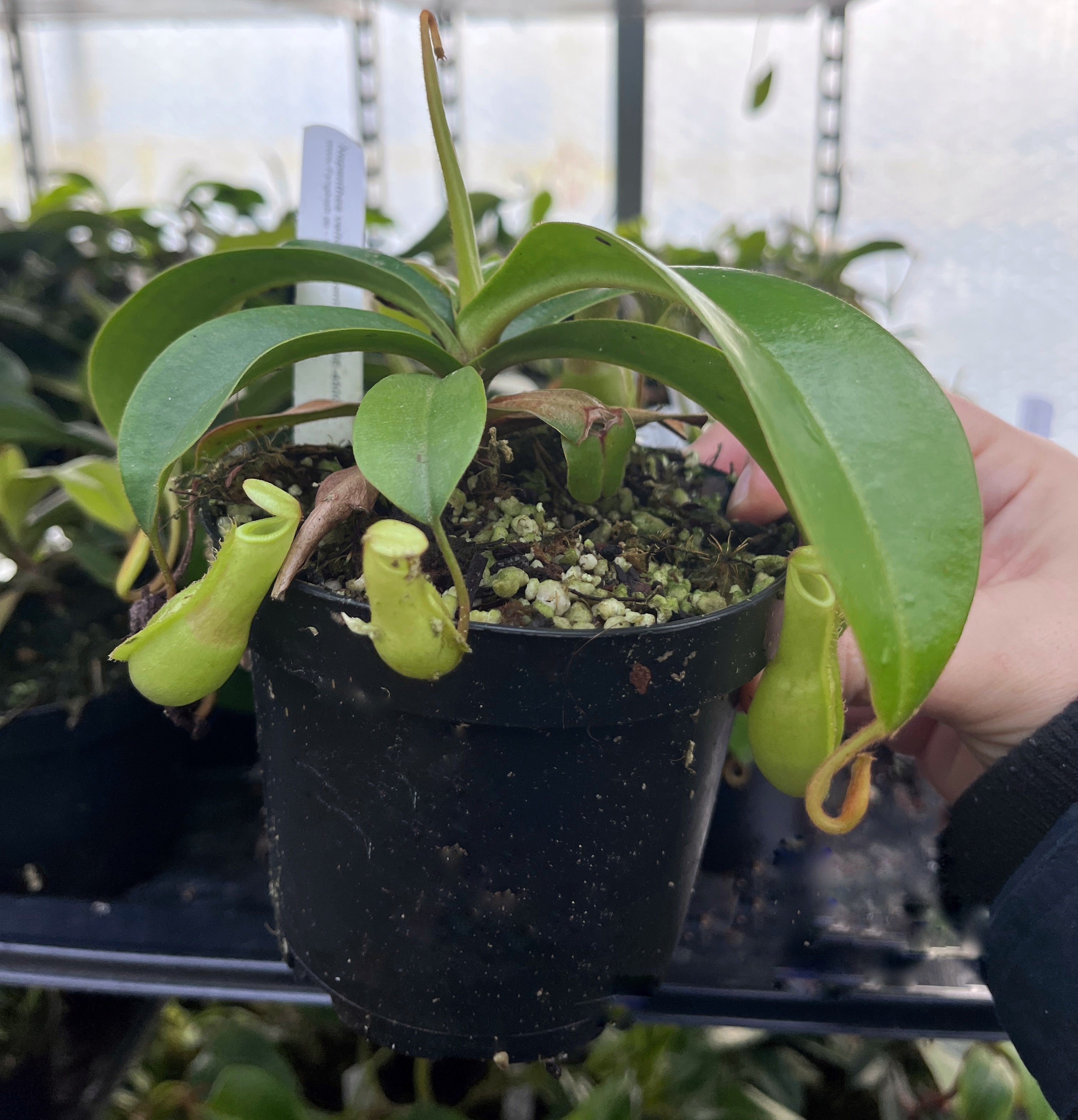 Nepenthes veitchii x ventricosa BE-4500