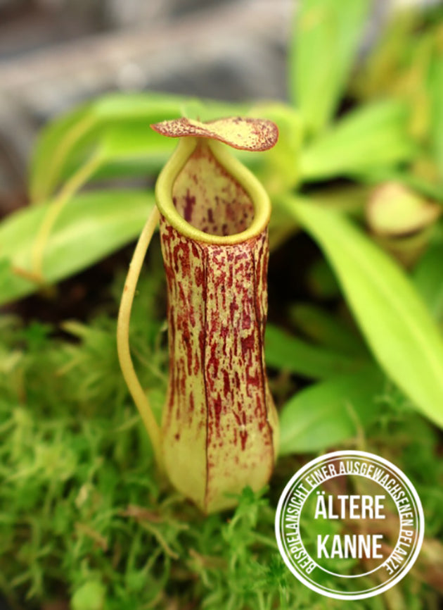 Nepenthes insignis BE-3089