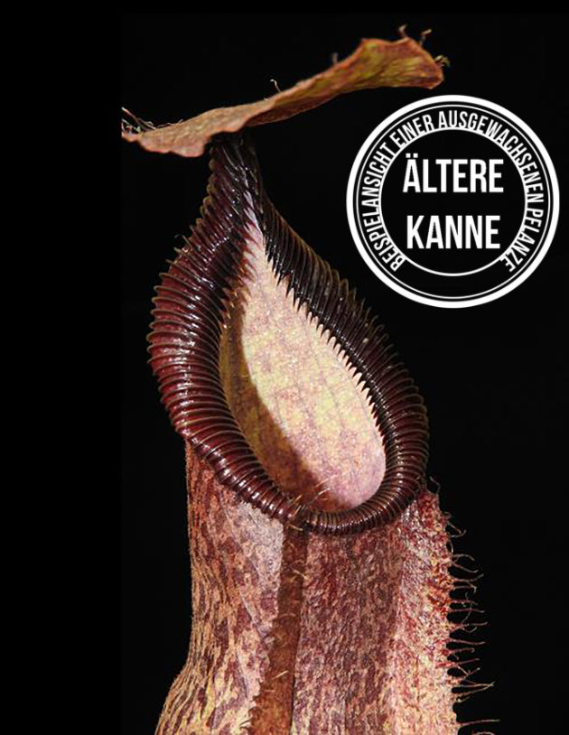 Nepenthes spathulata x hamata BE-3793