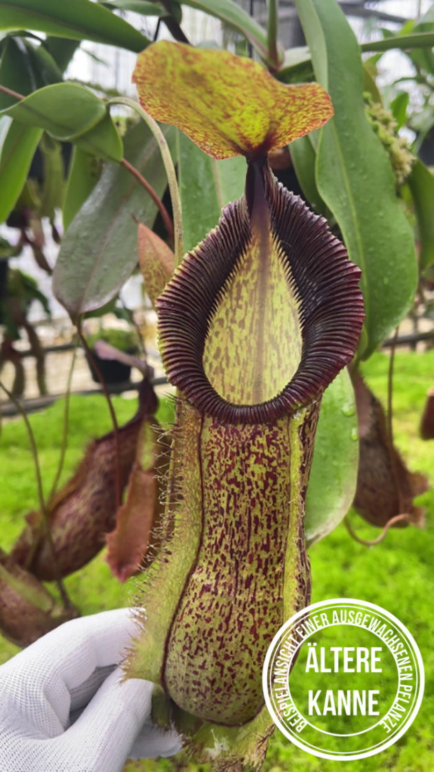 Nepenthes spathulata x hamata BE-3793