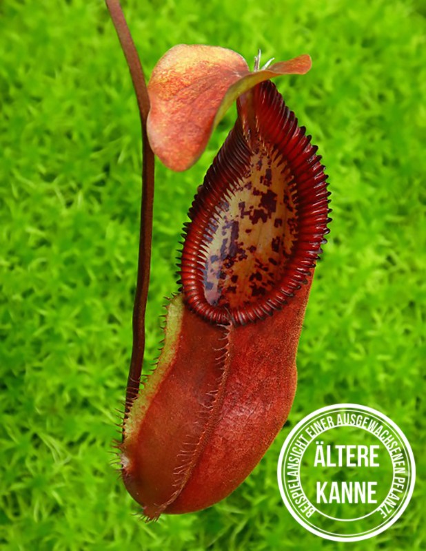 Nepenthes singalana x hamata "diabolica" BE-3900