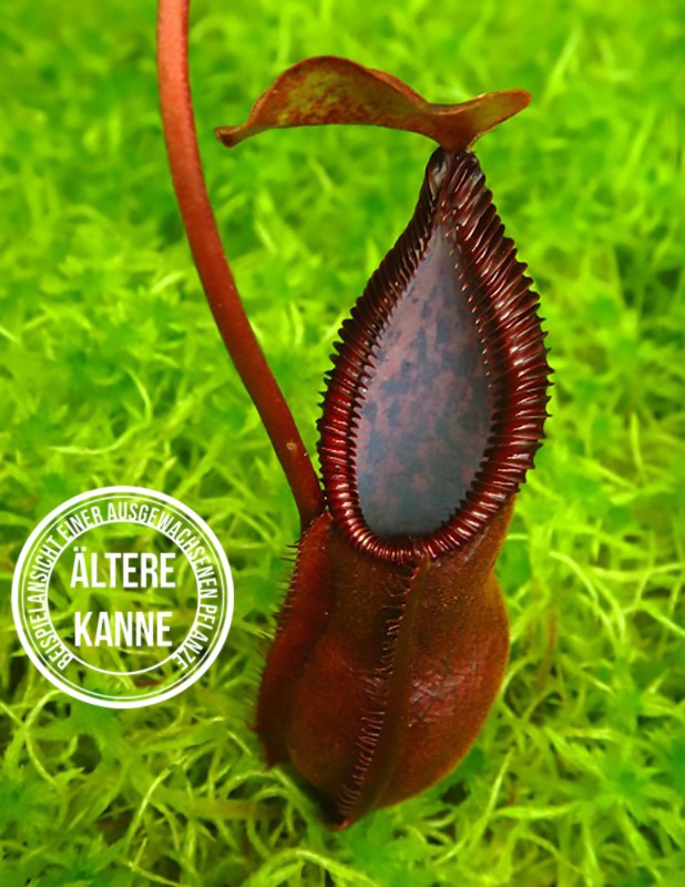 Nepenthes singalana x hamata "diabolica" BE-3900