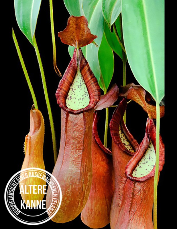 Nepenthes petiolata BE-3913