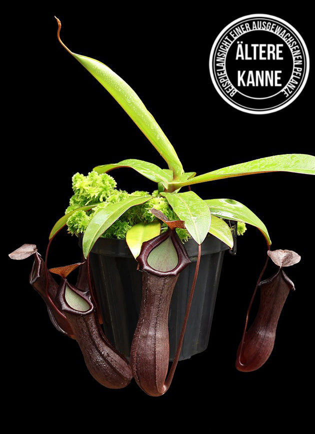 Nepenthes hamata x burbidgeae BE-4567