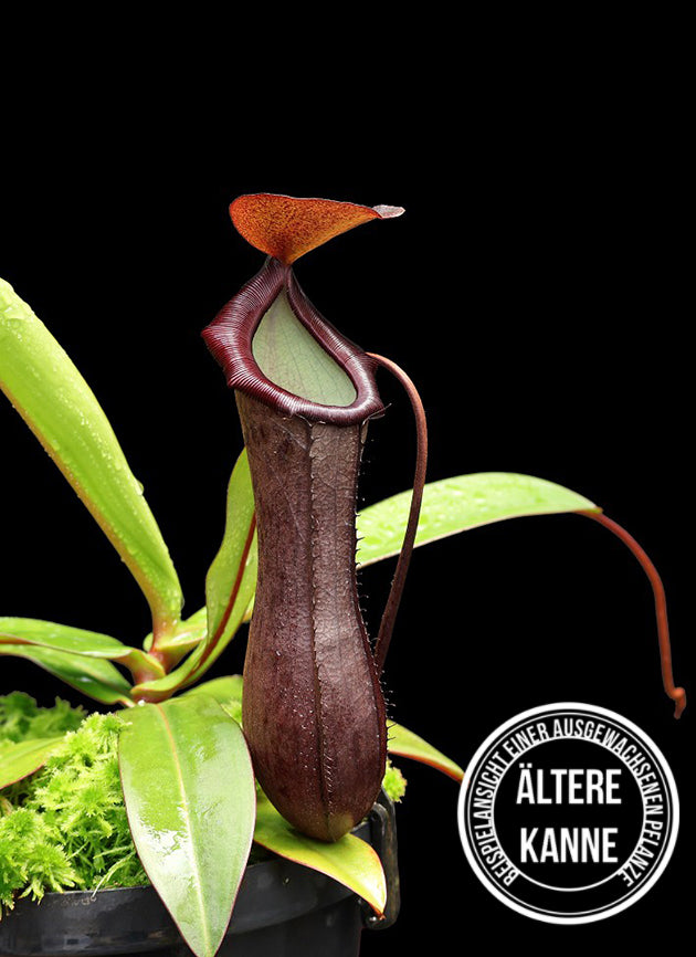 Nepenthes hamata x burbidgeae BE-4567