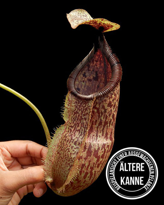Nepenthes hamata x burbidgeae BE-4567