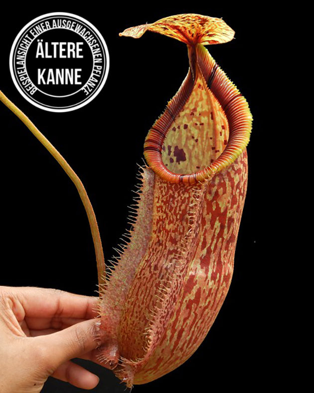 Nepenthes hamata x burbidgeae BE-4567