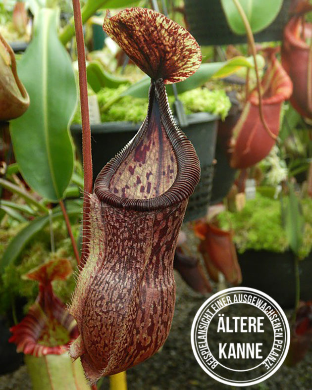 Nepenthes hamata x burbidgeae BE-4567
