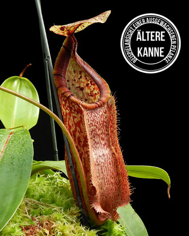 Nepenthes hamata x burbidgeae BE-4567