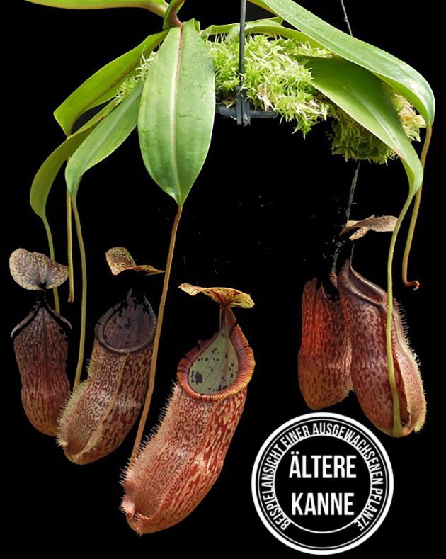 Nepenthes hamata x burbidgeae BE-4567